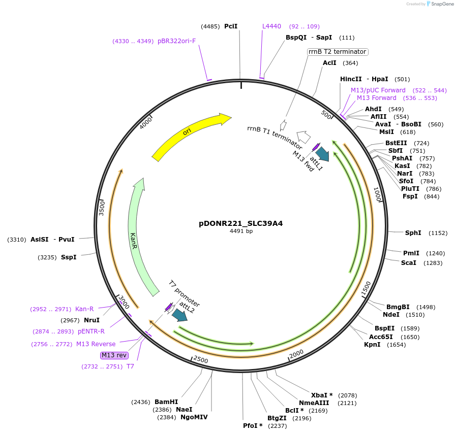 132069-plasmid-map-sequence-id-262937