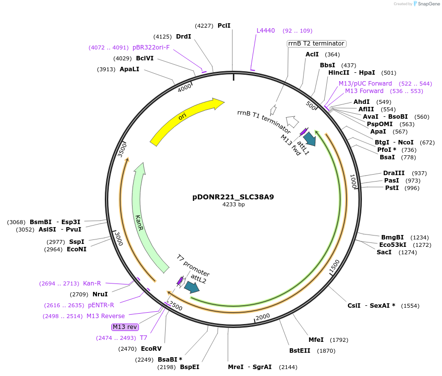 132070-plasmid-map-sequence-id-262938