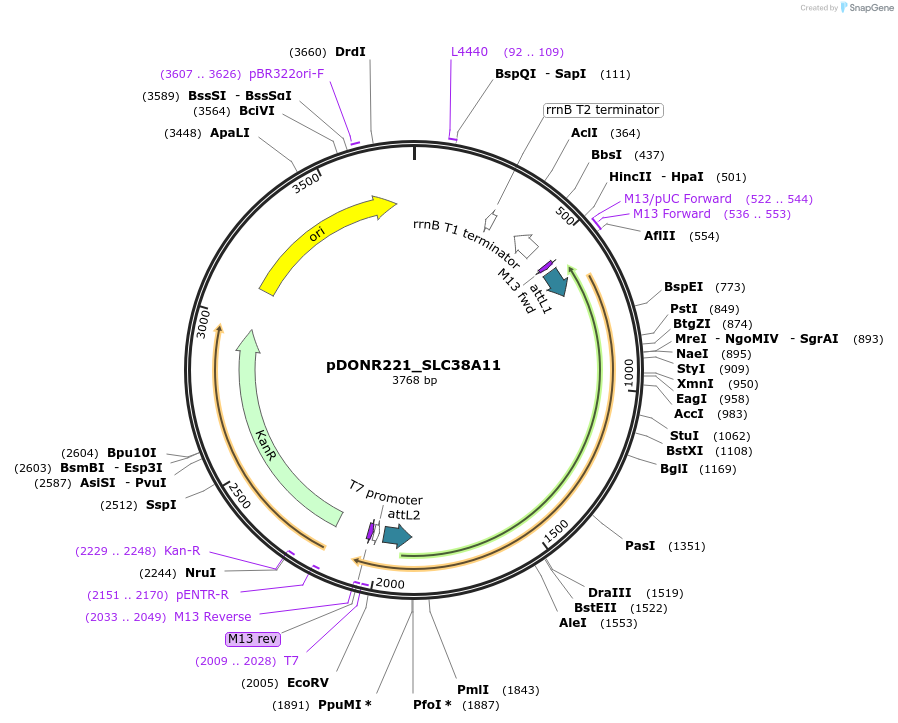 132071-plasmid-map-sequence-id-262939
