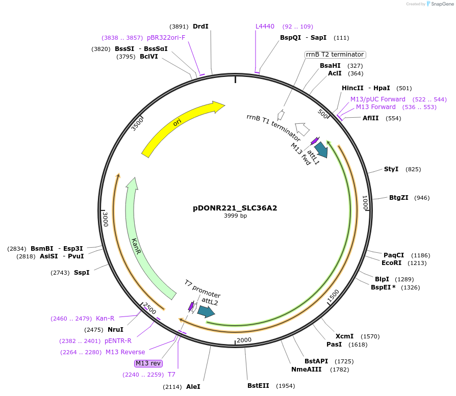 132072-plasmid-map-sequence-id-262940