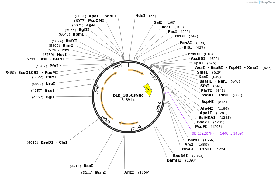 122030-plasmid-map-sequence-id-262960