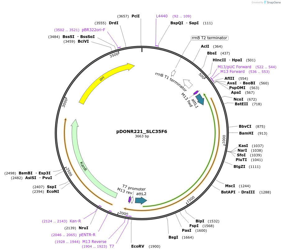 132073-plasmid-map-sequence-id-262961