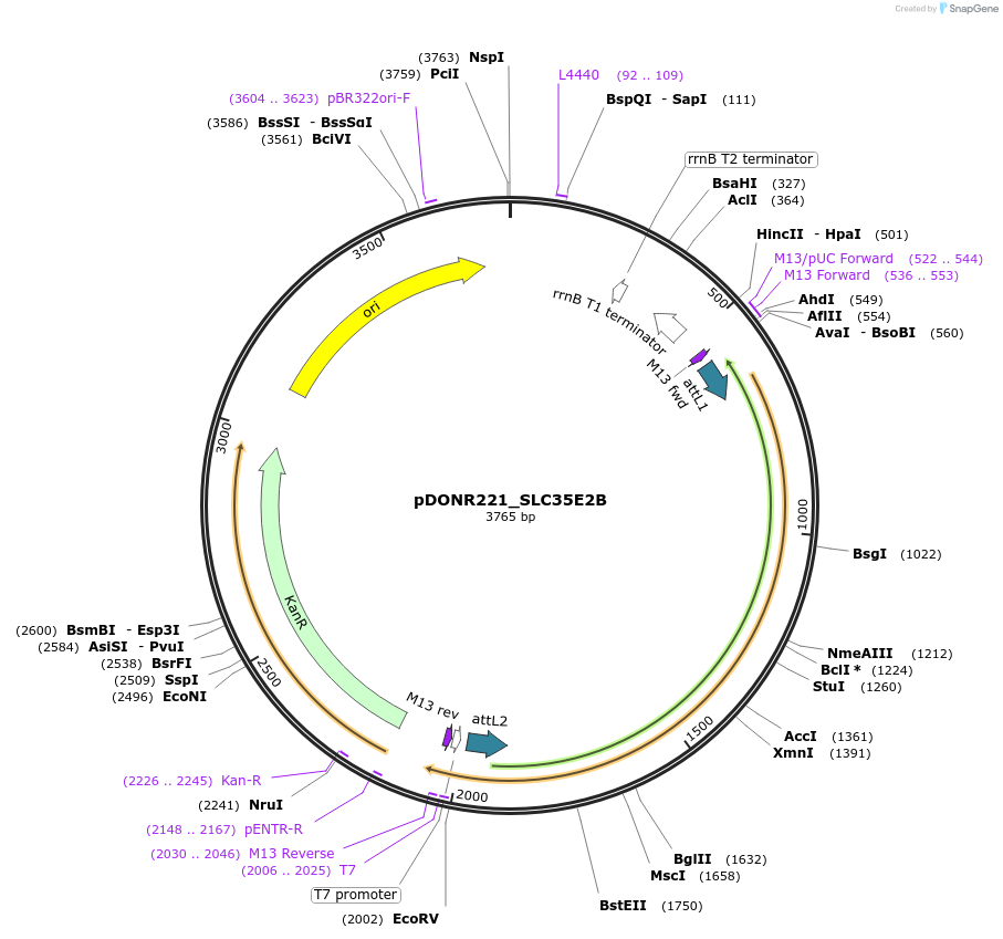 132074-plasmid-map-sequence-id-262962