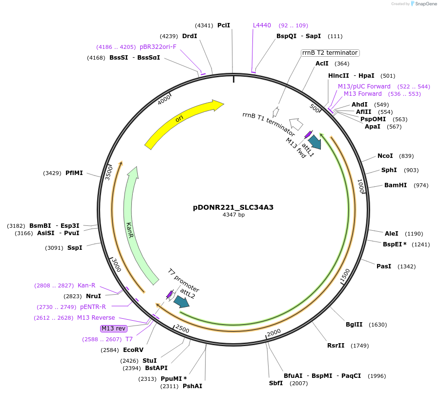 132076-plasmid-map-sequence-id-262964