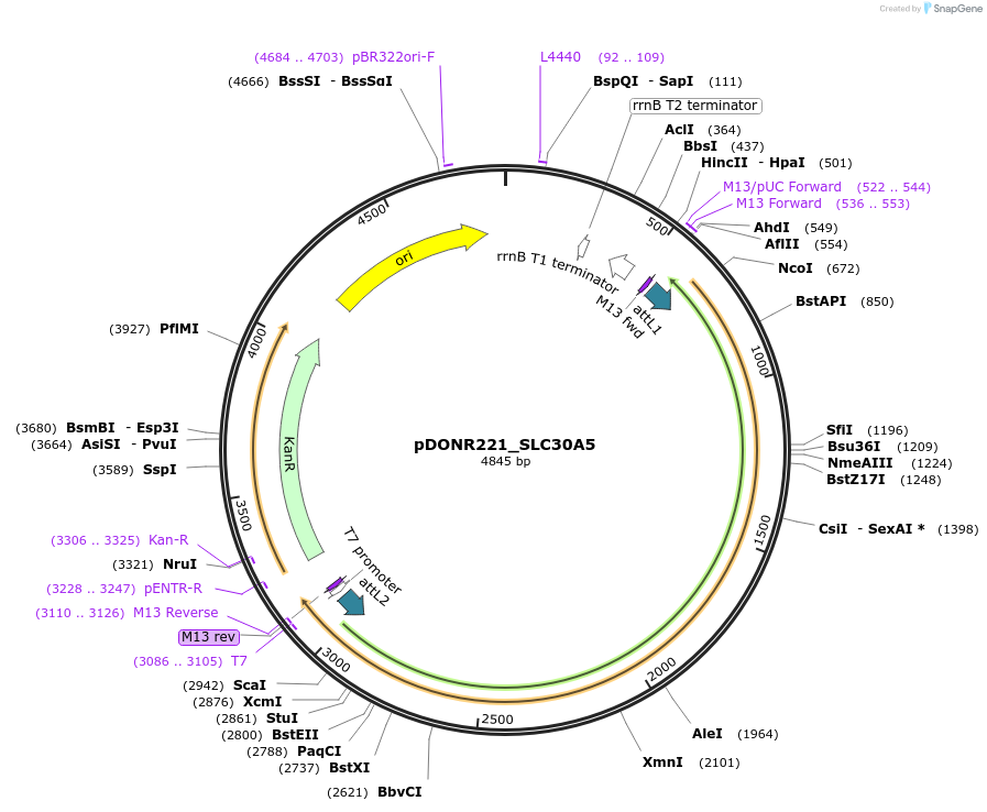 132077-plasmid-map-sequence-id-262965