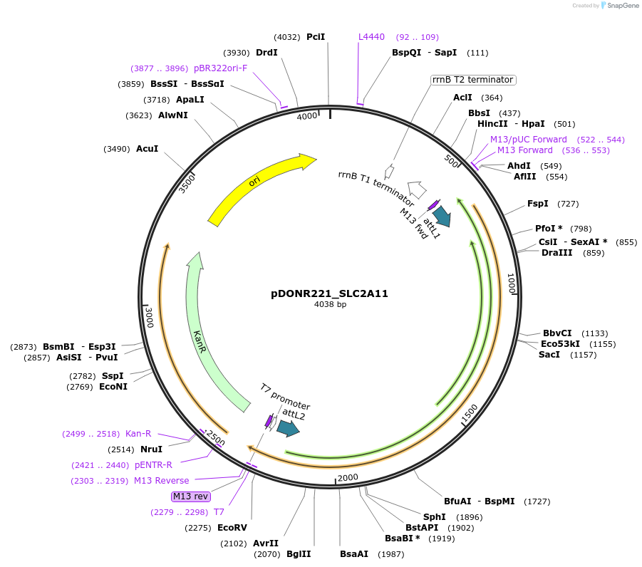 132079-plasmid-map-sequence-id-262967