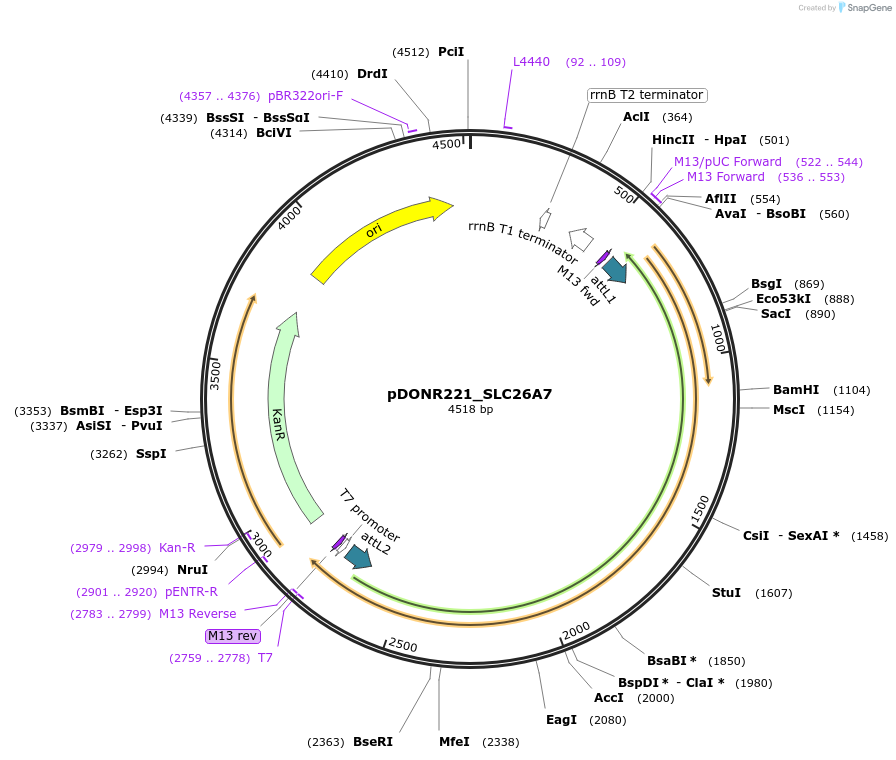 132152-plasmid-map-sequence-id-262970