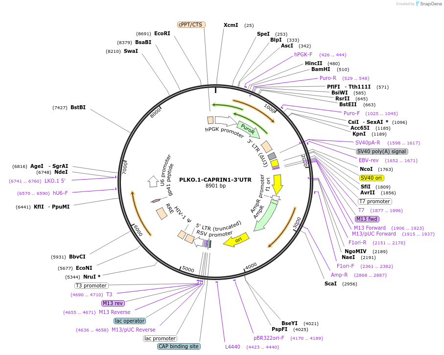 262996_map