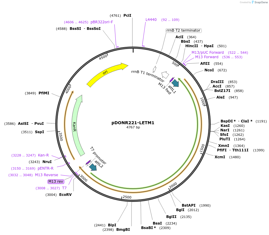 132290-plasmid-map-sequence-id-263064