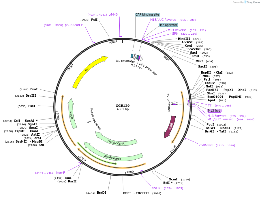 120755-plasmid-map-sequence-id-263080