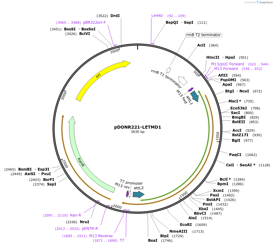 132294-plasmid-map-sequence-id-263082