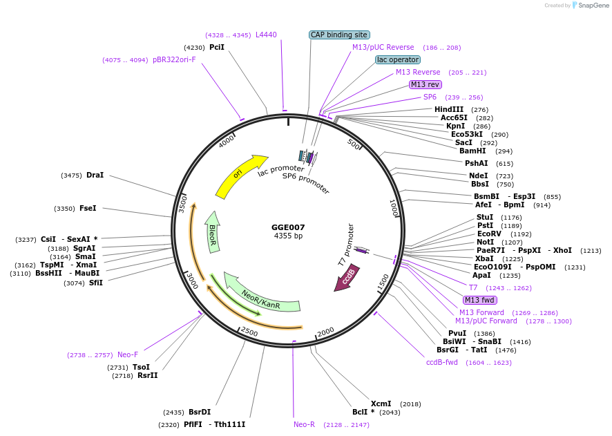 120758-plasmid-map-sequence-id-263089