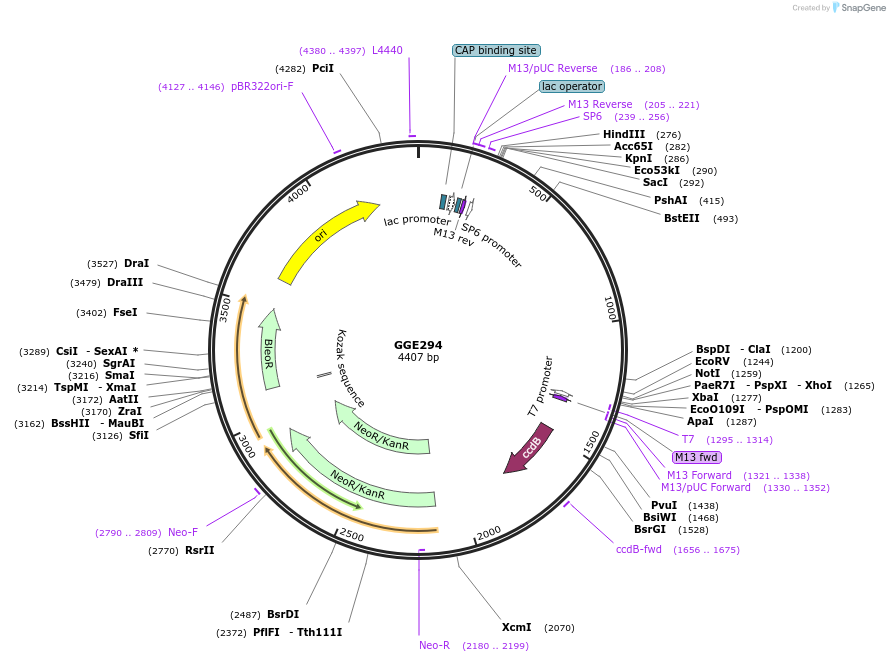 120760-plasmid-map-sequence-id-263092