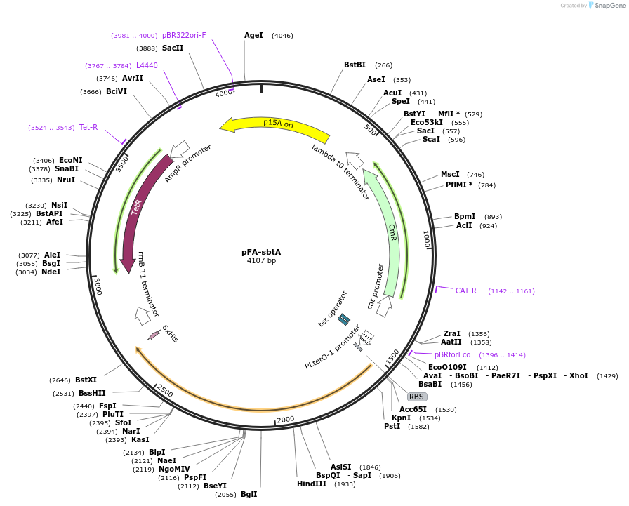 133011-plasmid-map-sequence-id-263095