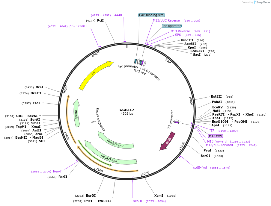 120761-plasmid-map-sequence-id-263096