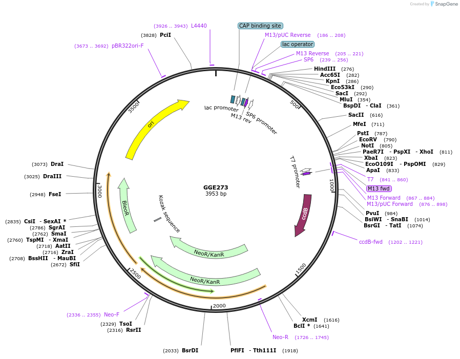 120762-plasmid-map-sequence-id-263098