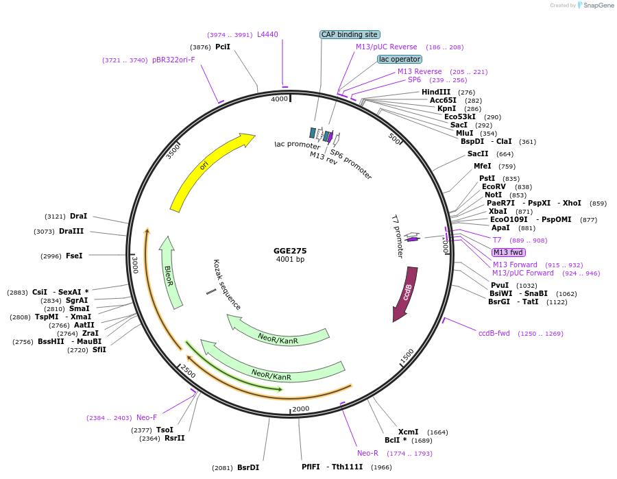 120763-plasmid-map-sequence-id-263100
