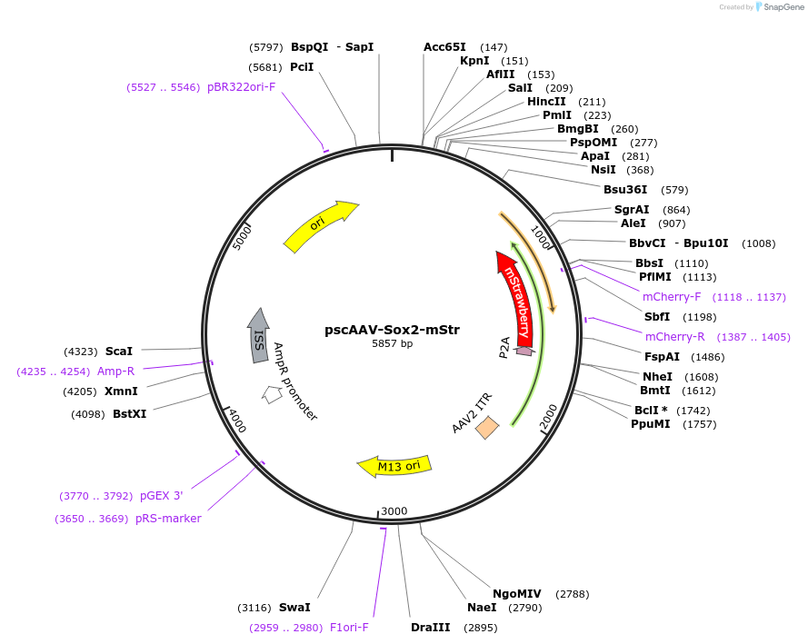 135617-plasmid-map-sequence-id-263111