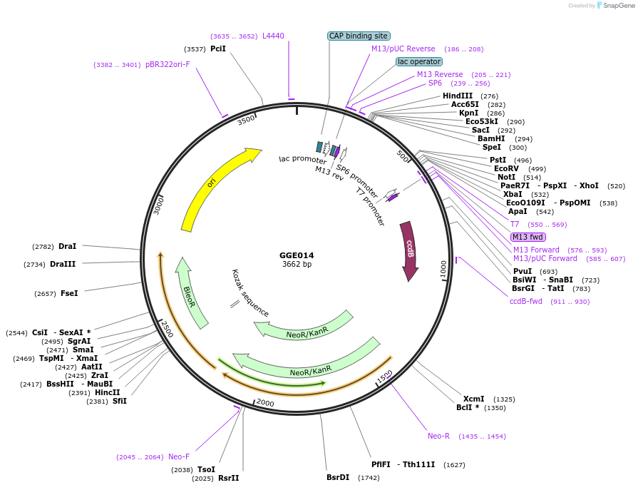 120765-plasmid-map-sequence-id-263120