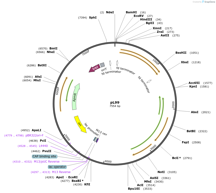 78577-plasmid-map-sequence-id-263121