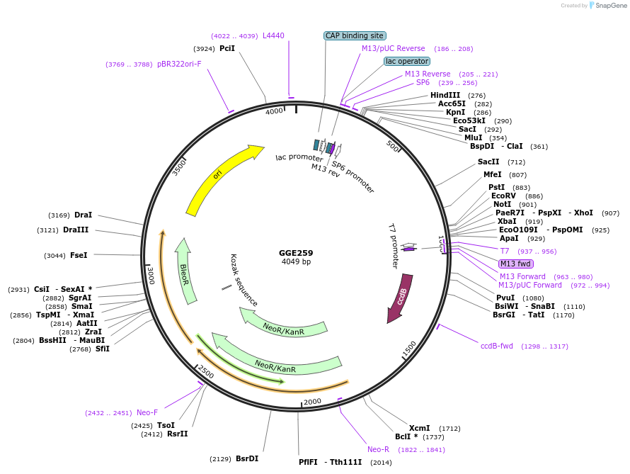 120764-plasmid-map-sequence-id-263123