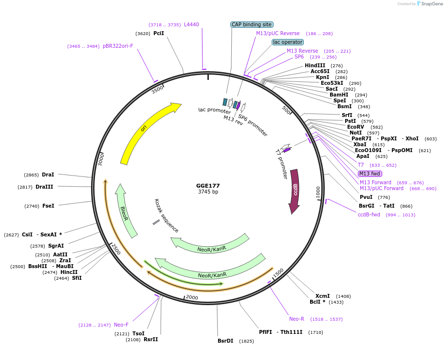120766-plasmid-map-sequence-id-263124