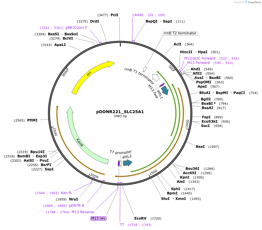 132299-plasmid-map-sequence-id-263127