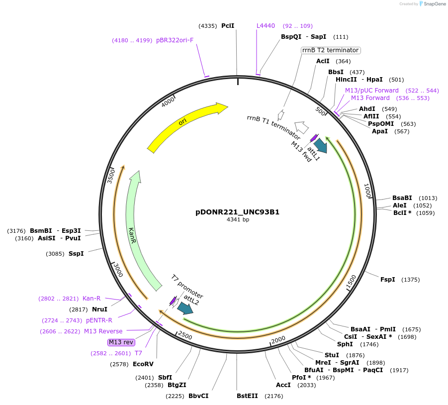 132298-plasmid-map-sequence-id-263139