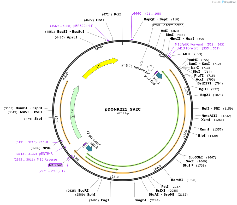 132297-plasmid-map-sequence-id-263145
