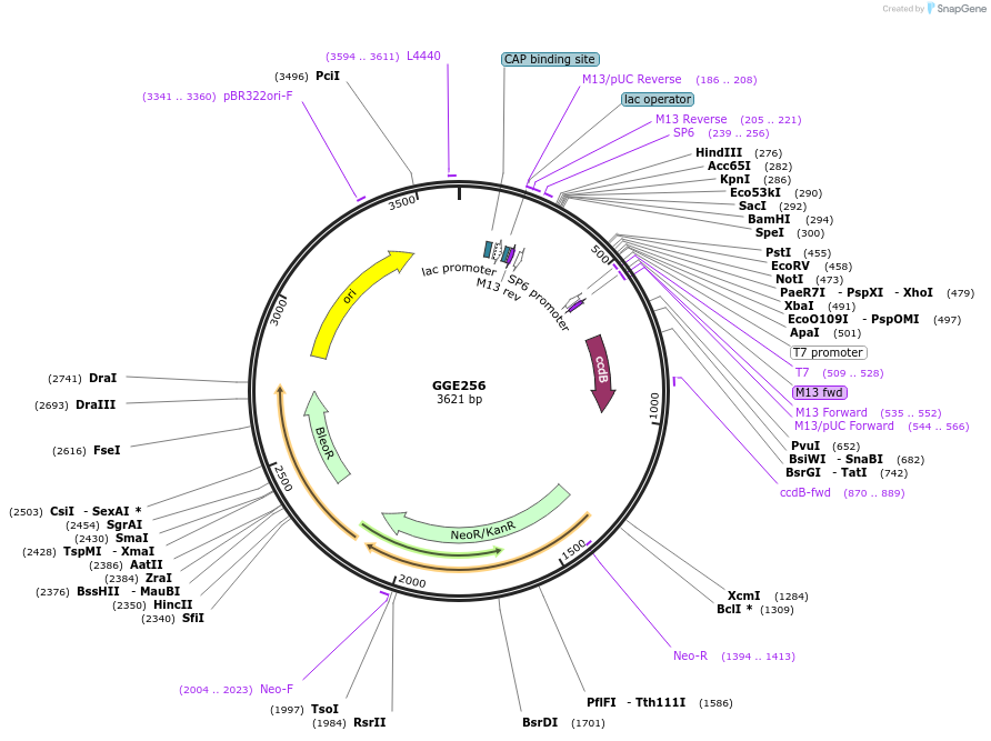 120772-plasmid-map-sequence-id-263147