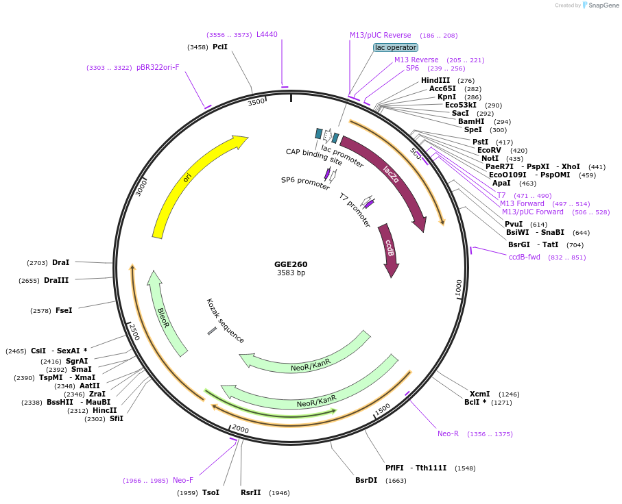 120773-plasmid-map-sequence-id-263149