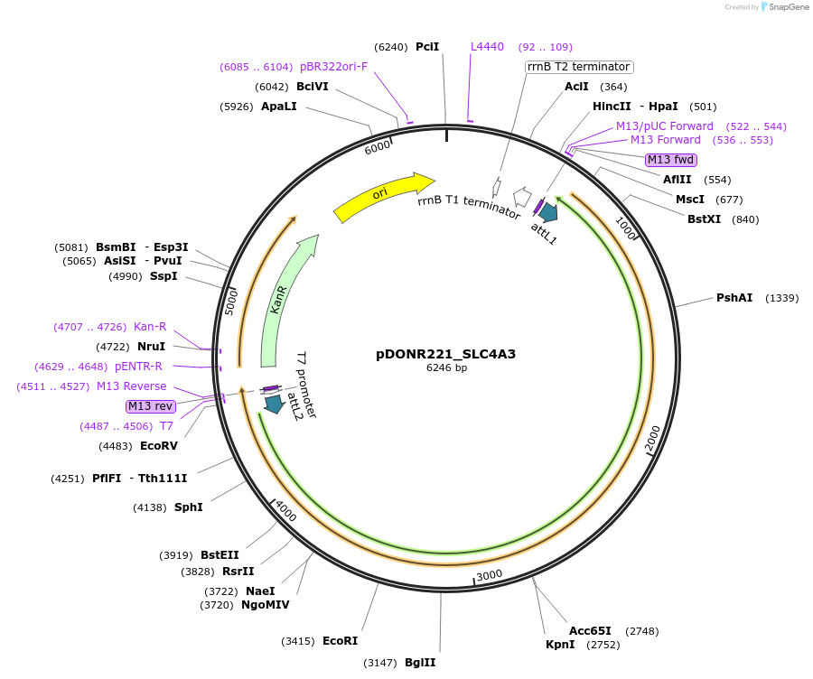 132288-plasmid-map-sequence-id-263159
