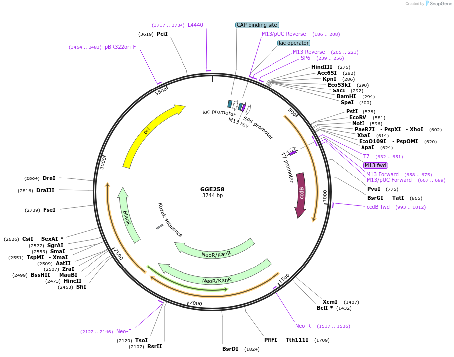 120775-plasmid-map-sequence-id-263160