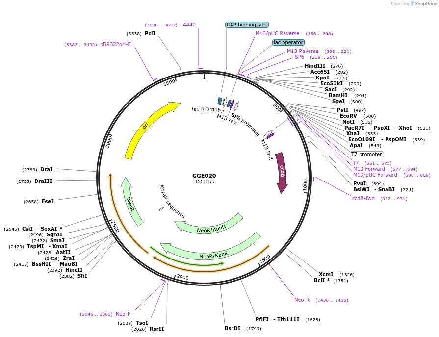 120777-plasmid-map-sequence-id-263162