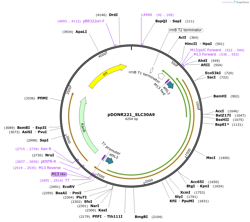 132287-plasmid-map-sequence-id-263163