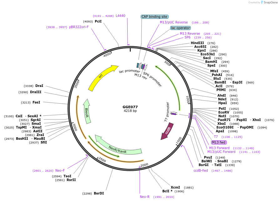 120779-plasmid-map-sequence-id-263165
