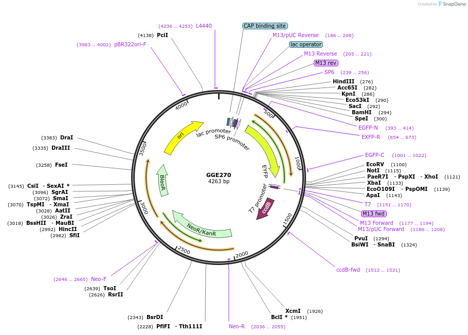 120780-plasmid-map-sequence-id-263166