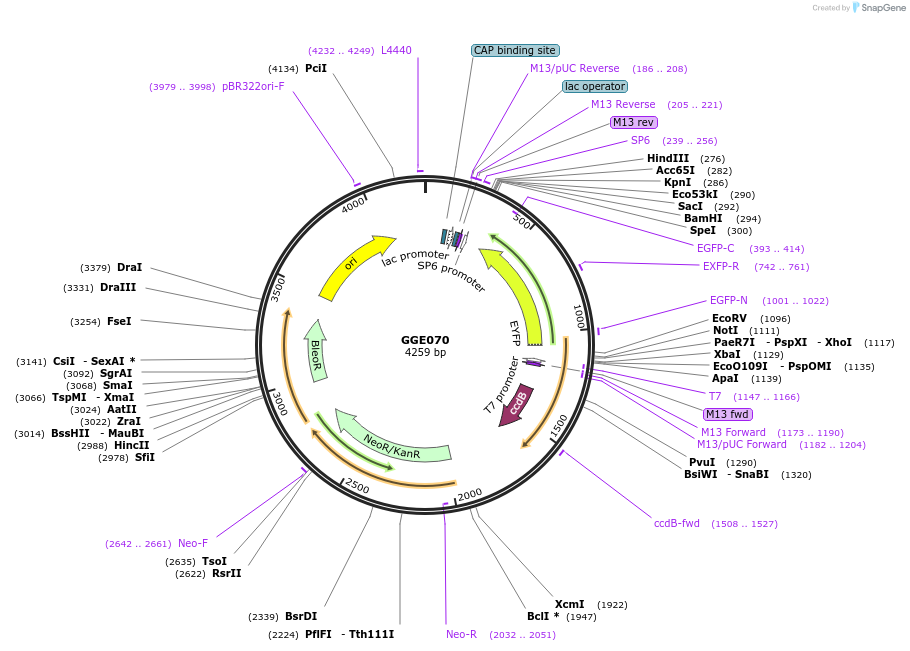 120782-plasmid-map-sequence-id-263168