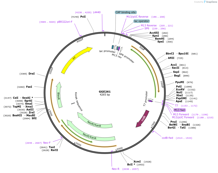 120783-plasmid-map-sequence-id-263181