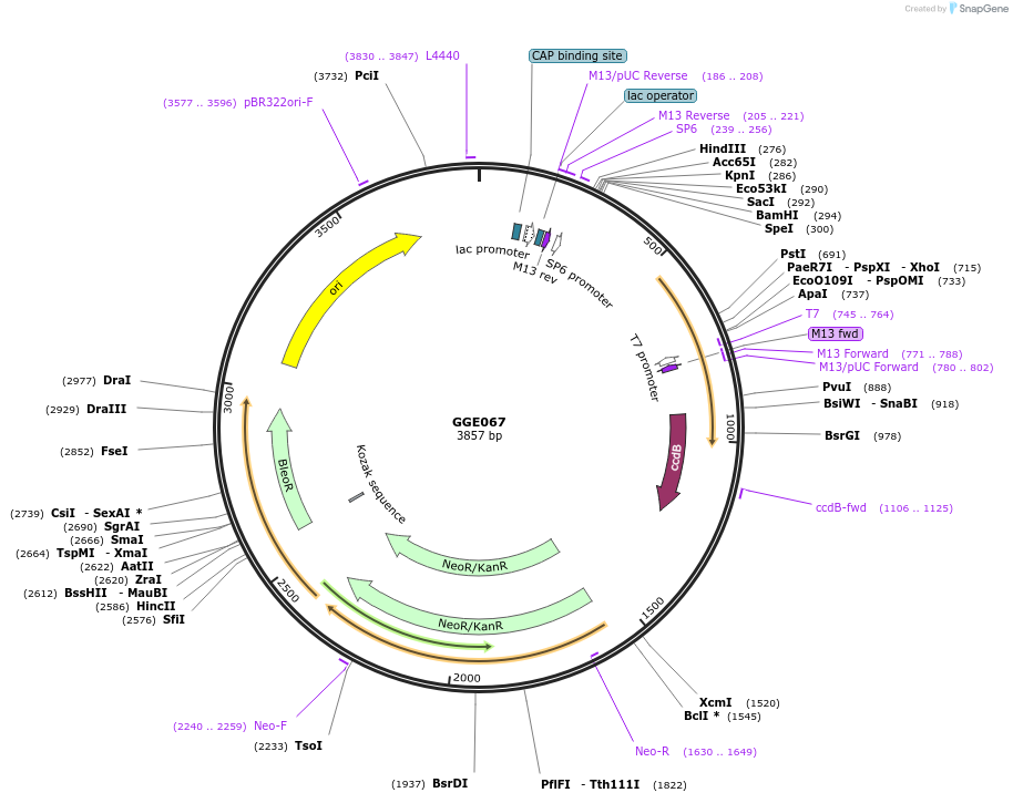 120784-plasmid-map-sequence-id-263182