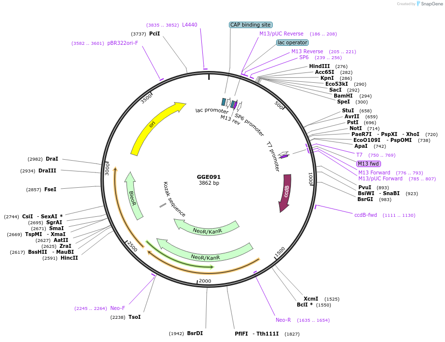 120786-plasmid-map-sequence-id-263184