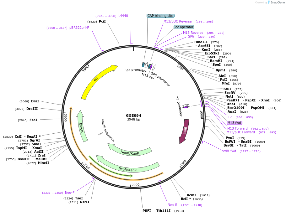 120787-plasmid-map-sequence-id-263185