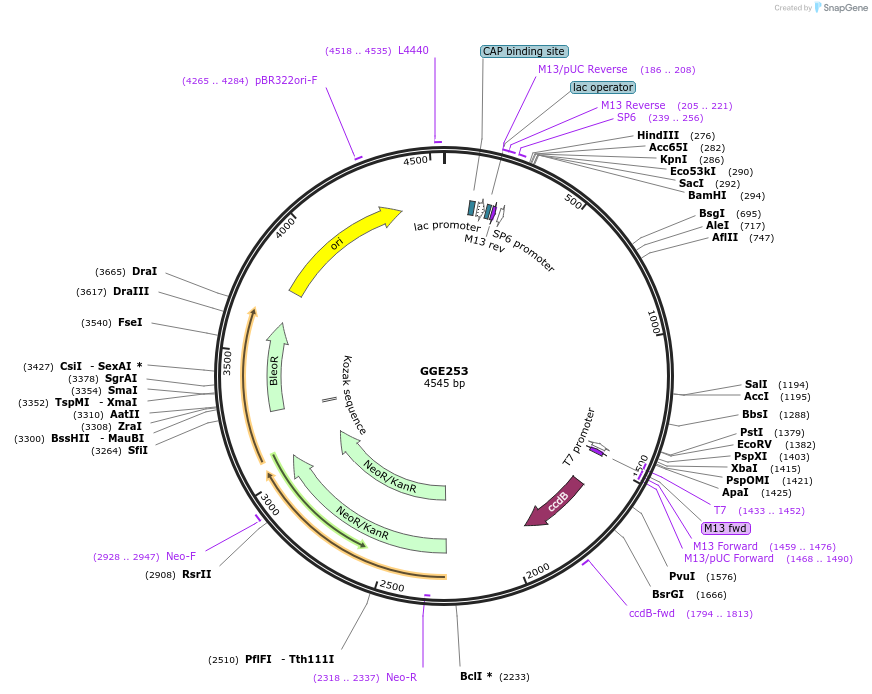 120790-plasmid-map-sequence-id-263205
