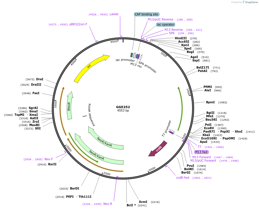 120791-plasmid-map-sequence-id-263208