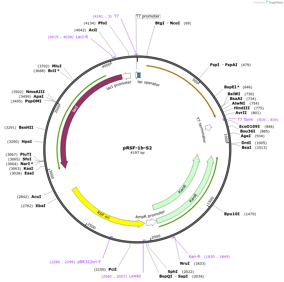 128590-plasmid-map-sequence-id-263223