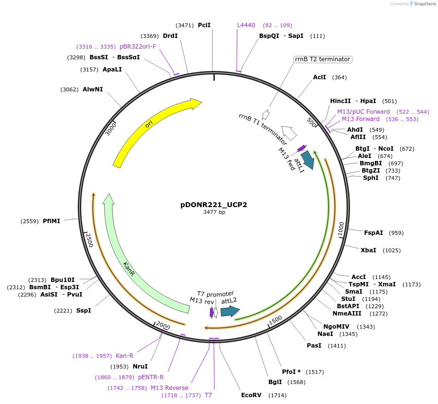 132286-plasmid-map-sequence-id-263226