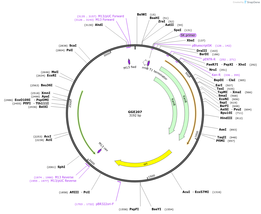 120792-plasmid-map-sequence-id-263227
