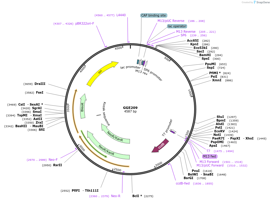 120793-plasmid-map-sequence-id-263228