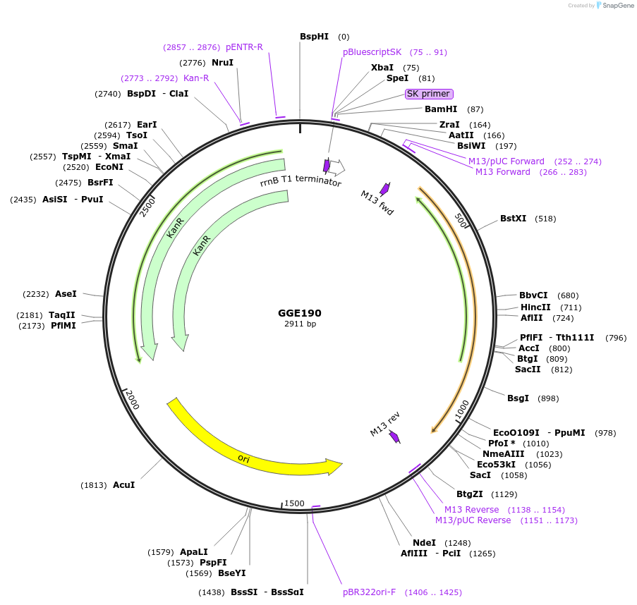 120781-plasmid-map-sequence-id-263230