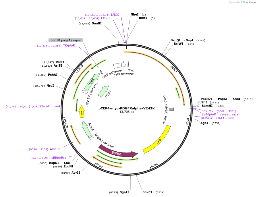 136436-plasmid-map-sequence-id-263246